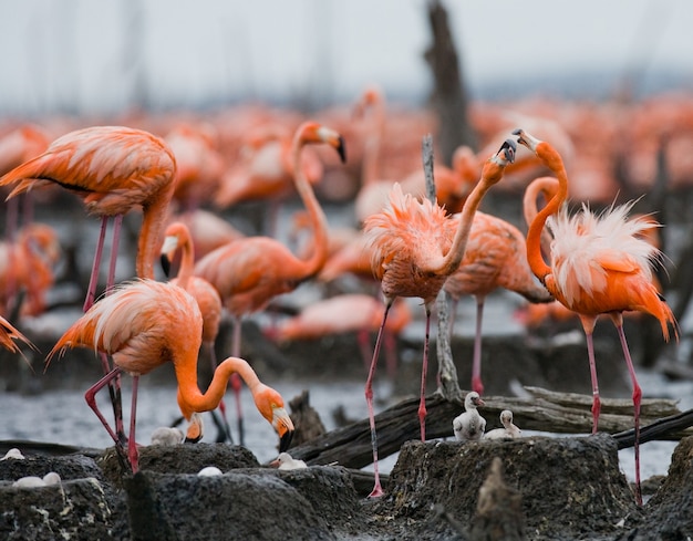 Kolonie van de Caribische flamingo