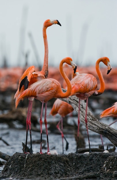 Kolonie van de Caribische flamingo