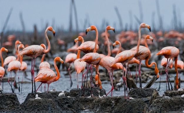 Kolonie van de Caribische flamingo