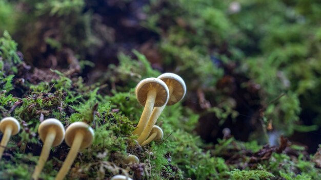 Kolonie van kleine paddenstoelen op de boom in het mos, forest of sochi, russia