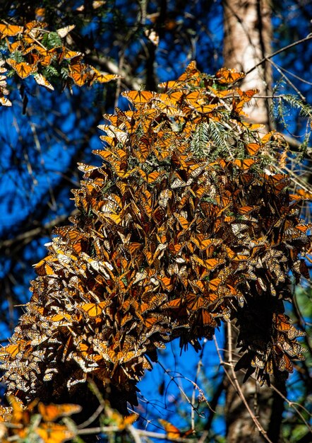 Foto kolonie van monarchvlinders danaus plexippus op pijnboomtakken in een park el rosario reserve van de biosfera monarca angangueo staat michoacan mexico