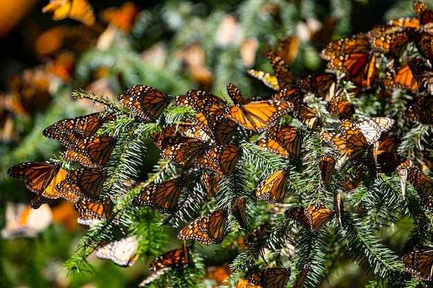 Kolonie van monarchvlinders Danaus plexippus zit op pijnboomtakken in een park El Rosario Reserve van de Biosfera Monarca Angangueo staat Michoacan Mexico