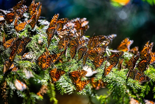 Kolonie van monarchvlinders Danaus plexippus zit op pijnboomtakken in een park El Rosario Reserve van de Biosfera Monarca Angangueo staat Michoacan Mexico