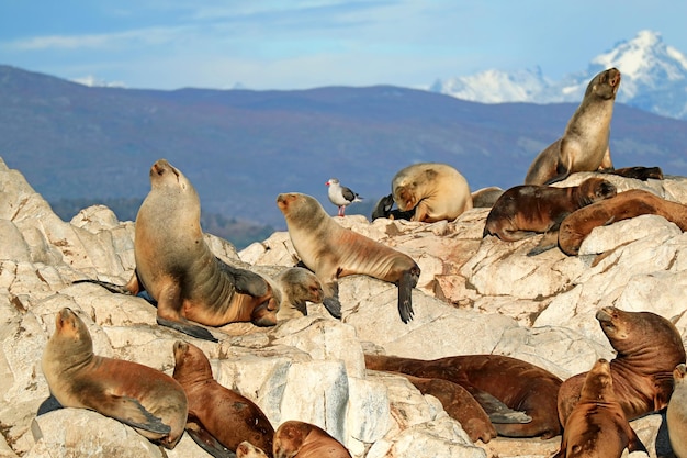 Kolonie van Patagonische zeeleeuwen op het rotsachtige eiland La Isla de Los Lobos in het Beaglekanaal, Argentinië