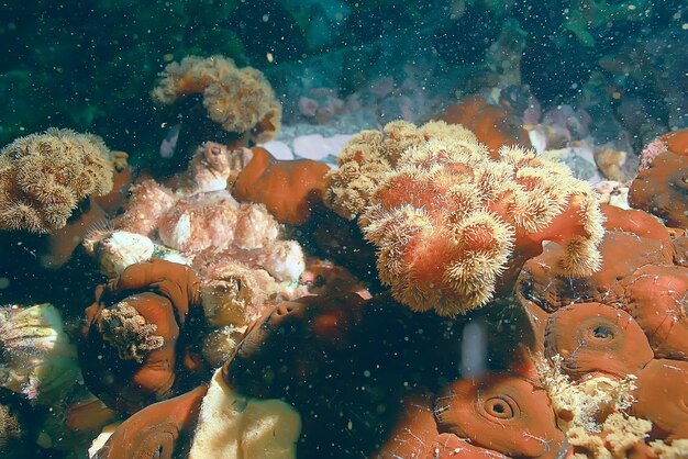 Foto kolonie van zee-anemonen onder waterkoralen