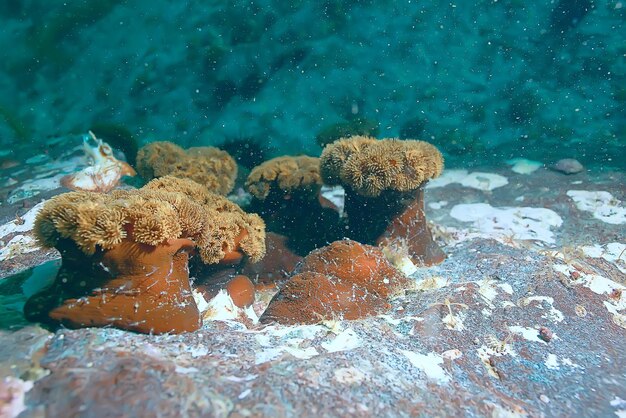 kolonie zeeanemonen onder waterkoralen