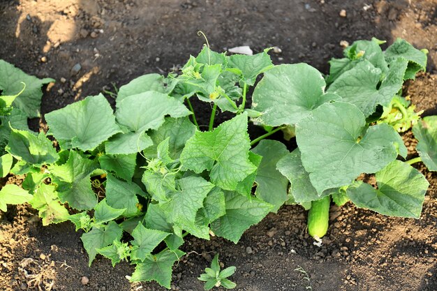 Komkommer groeit in de tuin op zonnige dag