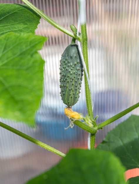 Komkommer in de tuin