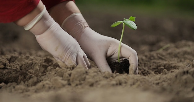 Komkommer plant aanplant groenten boerderij zakelijke handen van een boer tijdens het planten van een plant in een moestuin milieuvriendelijk landbouwconcept