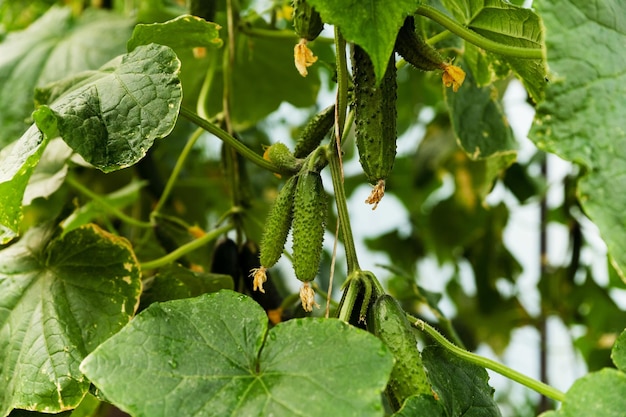 Komkommer plantage