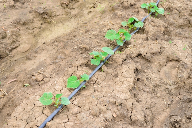 Komkommer veld groeien met druppelirrigatie systeem.