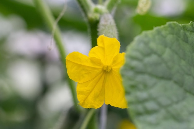 Komkommerbloesem Het concept van biologische landbouw