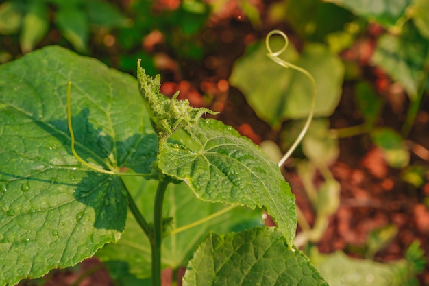 Komkommerinstallatie met groen blad op een organisch landbouwbedrijf