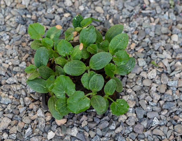 Komkommerplantage of teelt van komkommerzaailingen in een bakje