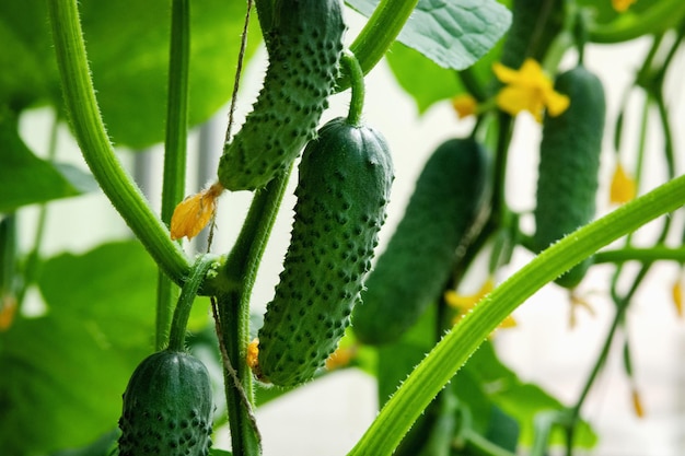 Komkommers geteeld in kas biologische homesteading groenten van eigen bodem