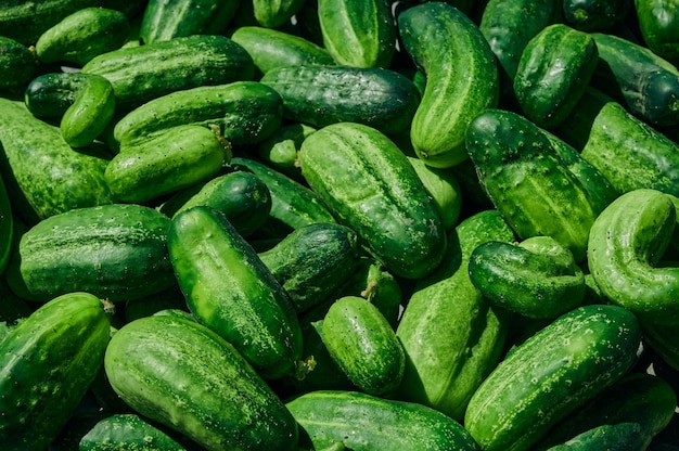 Foto komkommers groene organische achtergrond