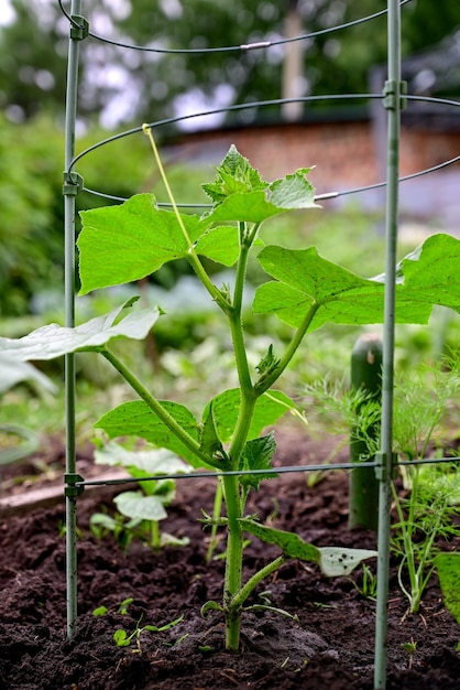 Komkommers in de tuin groeien in de tuin