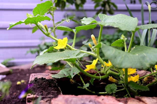 Komkommers in de tuin groeien in de tuin