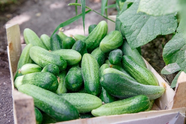 Komkommers in dozen. Greenhouse. Achtergrond. Gezonde en verse komkommers bij een serre in houten doos