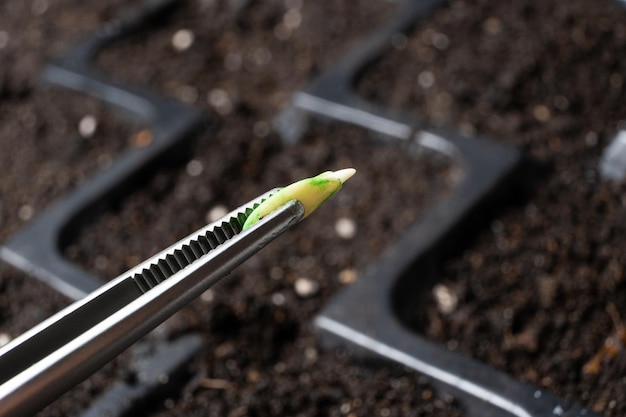 Komkommers kweken uit zaden Stap 3 planten in de grond