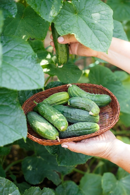 Komkommers oogsten. De handen van vrouwen plukken komkommers in een bruine rieten mand. Biologisch voedsel verbouwen. Werk in de tuin