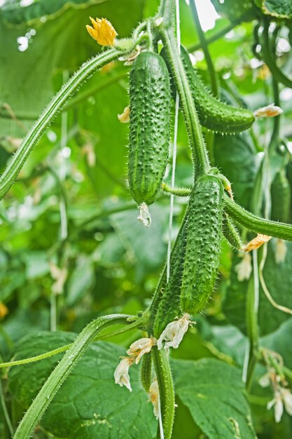 Komkommers op planten close-up bekijken.