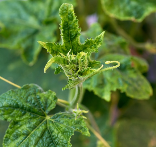 Komkommertakken met groene bladeren