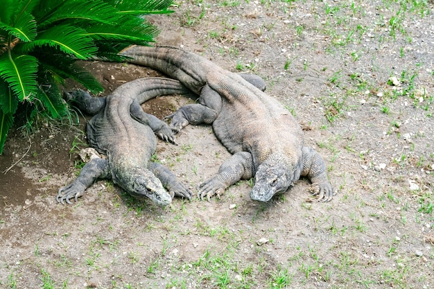 Komo dragons at taman safari indonesia