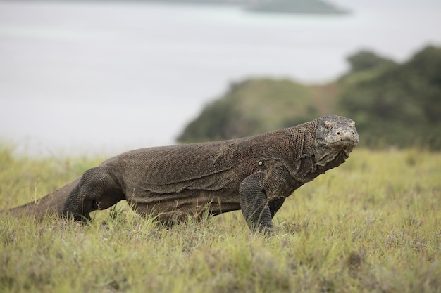 Komodo-draak op het grasveld