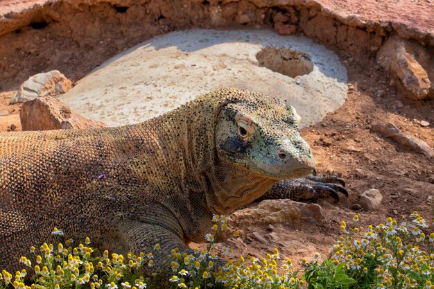 Foto drago di komodo al parco zoologico di attica