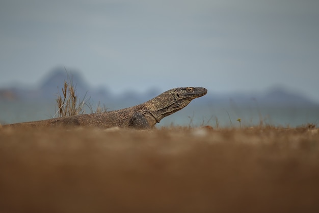 Komodo dragon in the beautiful nature habitat on the famous island in Indonesia 