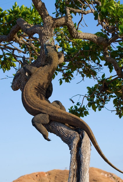 Komodo dragon is climbing up a tree. Indonesia. Komodo National Park.