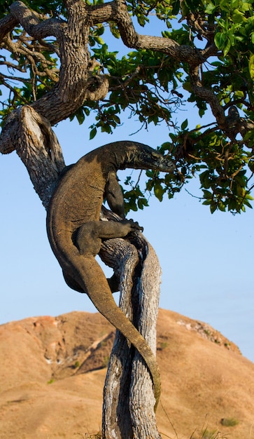 Komodo dragon is climbing up a tree. Indonesia. Komodo National Park.