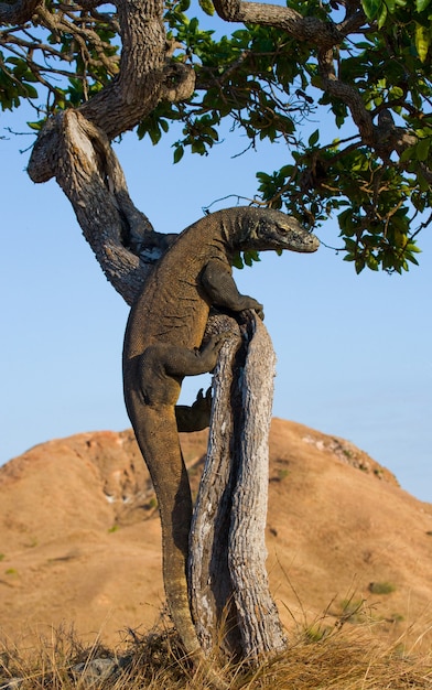 Komodo dragon is climbing up a tree. Indonesia. Komodo National Park.