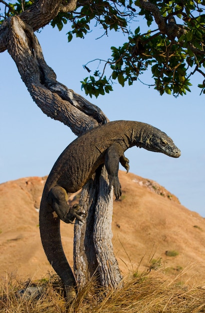 Komodo dragon is climbing up a tree. Indonesia. Komodo National Park.