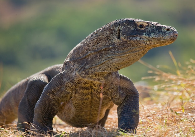 Komodo dragon is on the ground. Indonesia. Komodo National Park.