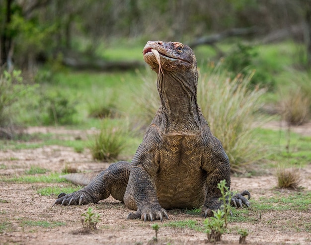 Комодский дракон находится на земле. Индонезия. Национальный парк Комодо.