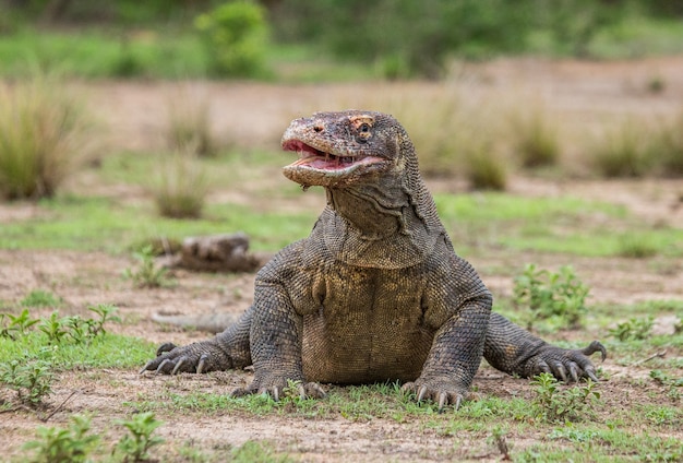 コモドオオトカゲが地面にいます。インドネシア。コモド国立公園。