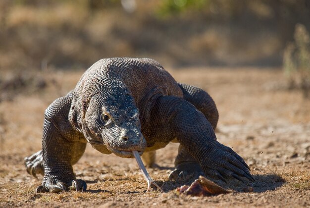 Komodo dragon is on the ground. Indonesia. Komodo National Park.