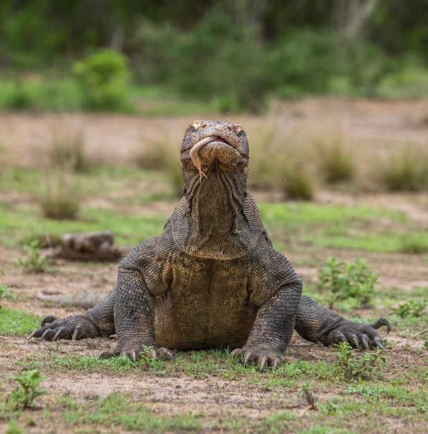 Komodo dragon is on the ground. Indonesia. Komodo National Park.