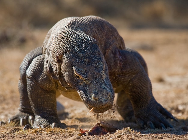 Komodo dragon is on the ground. Indonesia. Komodo National Park.