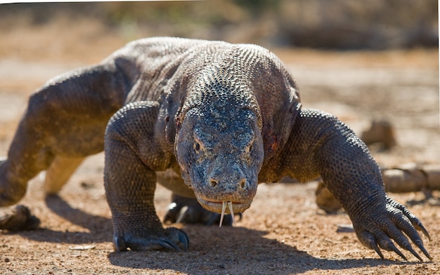 コモドオオトカゲが地面にいます。インドネシア。コモド国立公園。