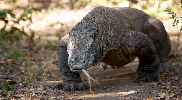 Komodo dragon is on the ground. Indonesia. Komodo National Park.