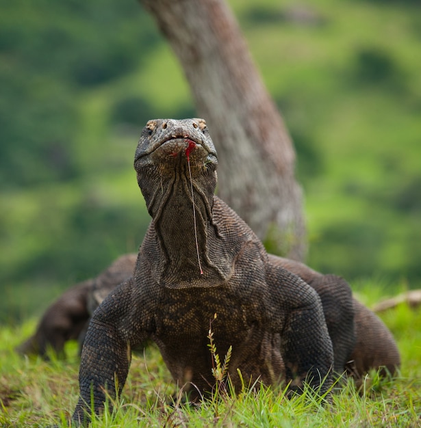 Komodo dragon is on the ground. Indonesia. Komodo National Park.