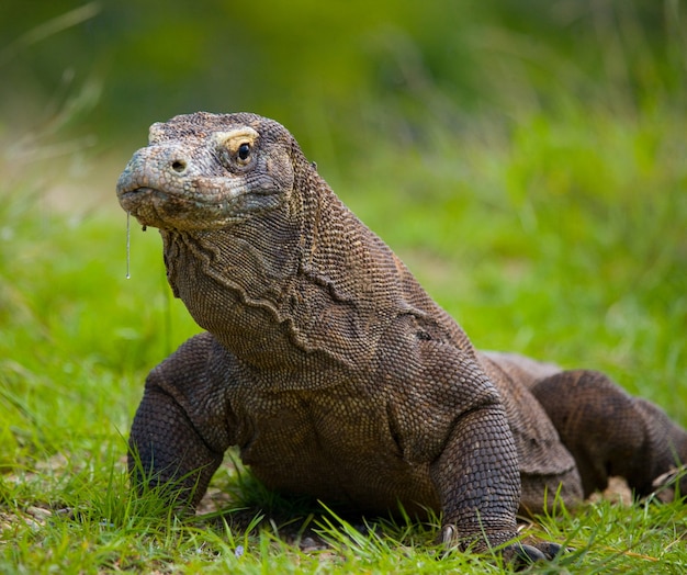 Komodo dragon is on the ground. Indonesia. Komodo National Park.