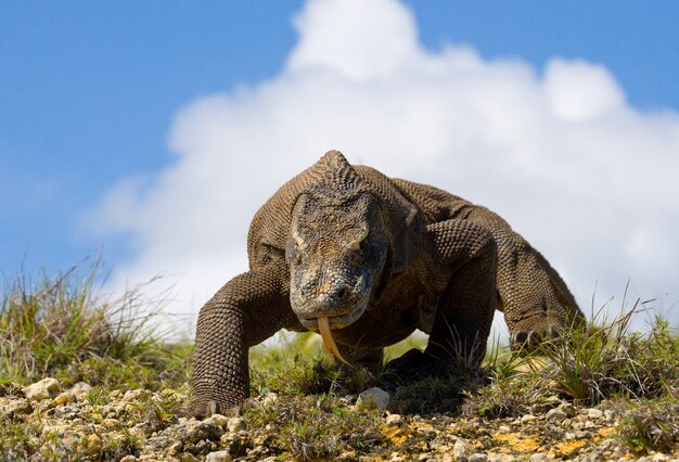 Komodo dragon is on the ground. Indonesia. Komodo National Park.