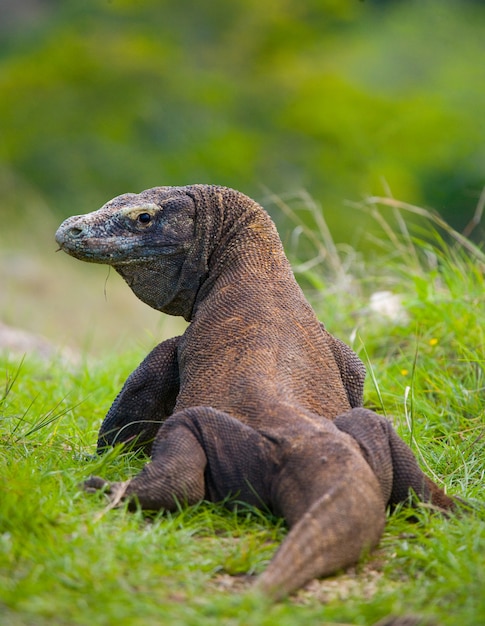 Il drago di komodo è a terra.