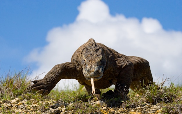 Komodo dragon is on the ground.