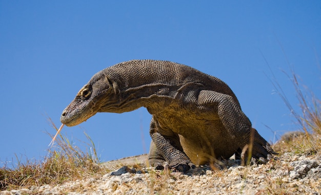 Komodo dragon is on the ground.