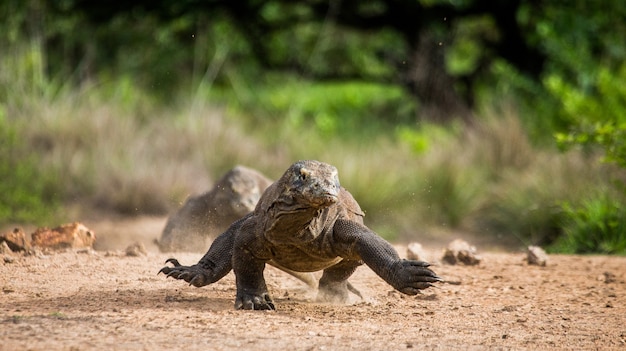 Komodo dragon is running along the ground. Indonesia. Komodo National Park.